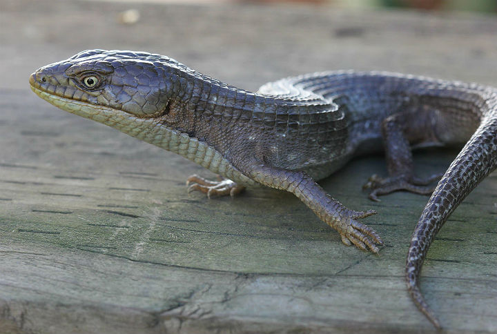 Southern Alligator Lizard